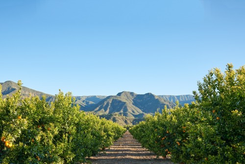 Sunkist_citrus groves of California